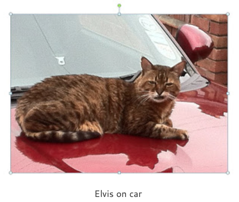 elvis on car